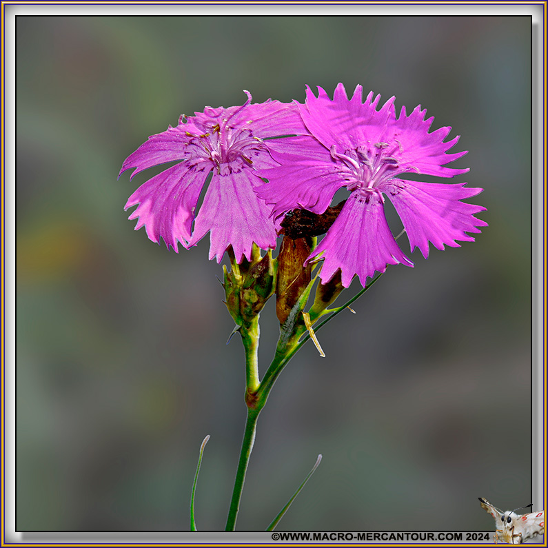Oeillets
